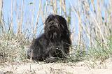 PETIT CHIEN LION 015